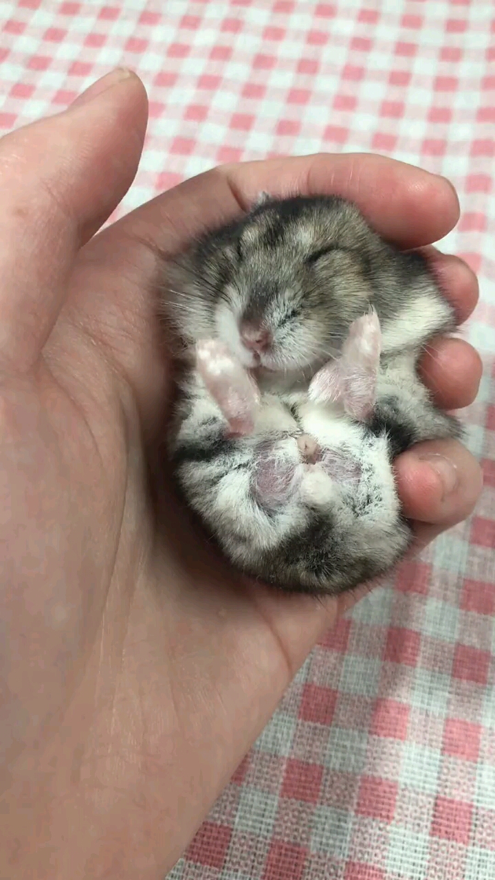 丑丑的笨笨鼠觉觉