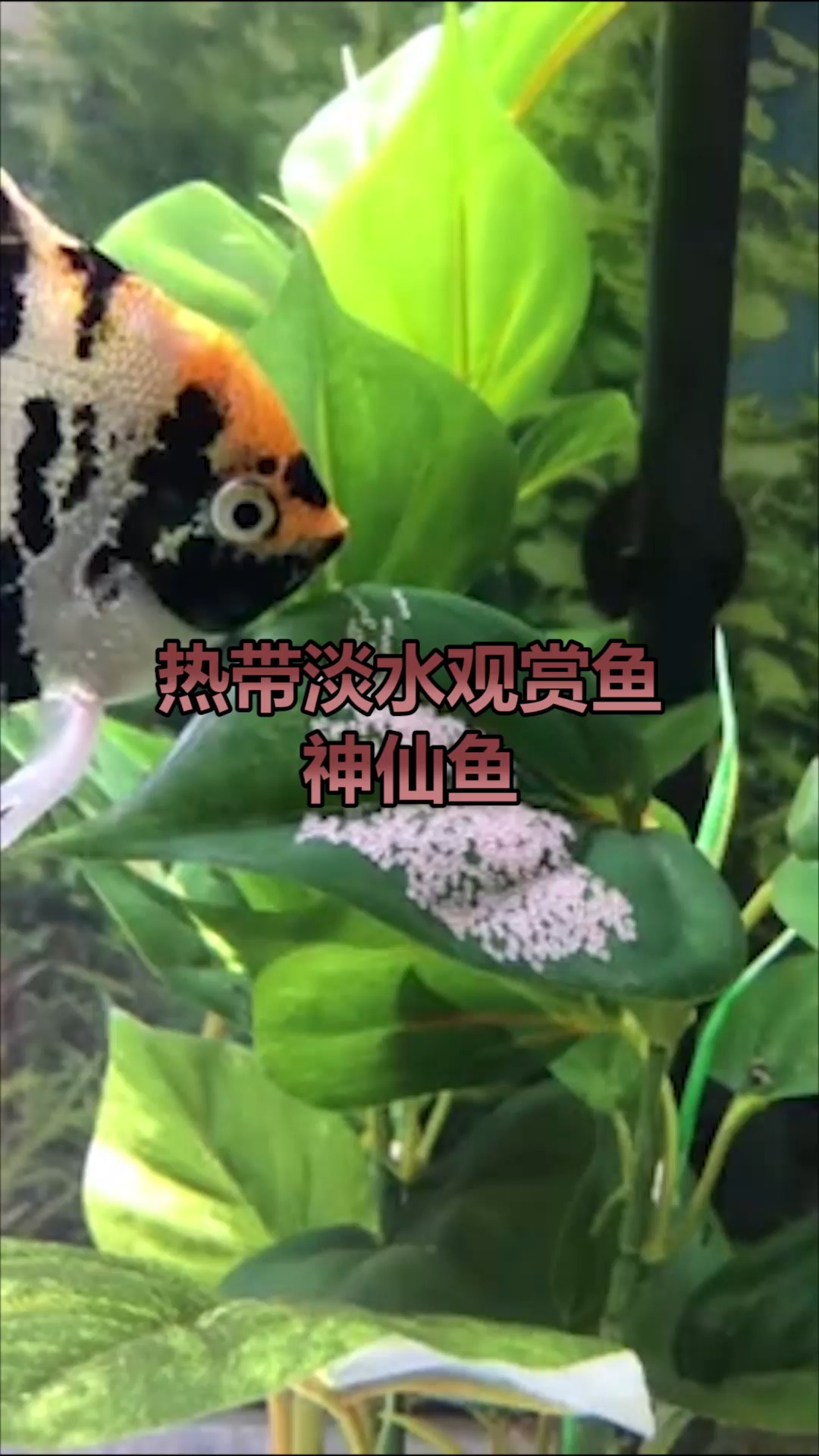 神仙鱼,观赏鱼,一起观赏一下