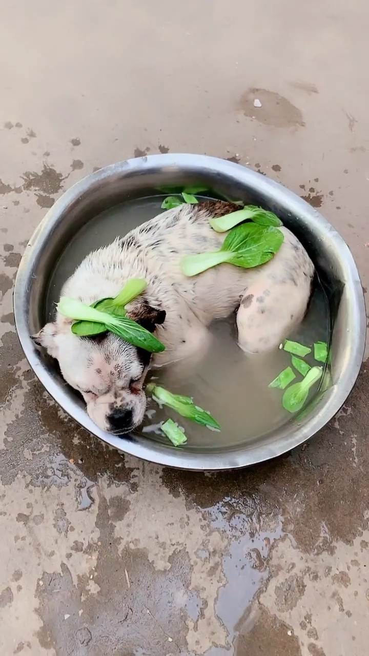 请大家吃狗肉火锅
