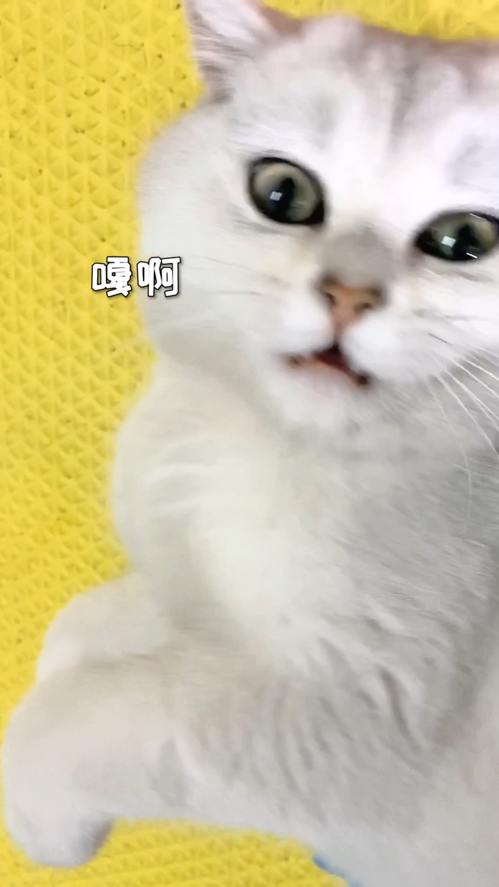 猫为什么会发出鸭子的叫声
