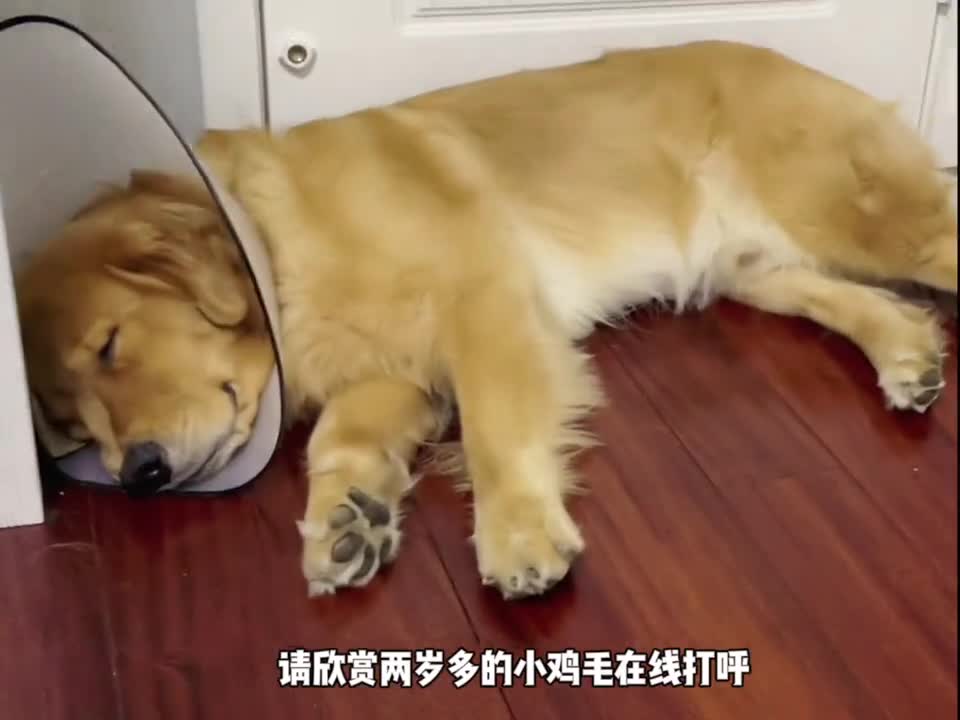 请欣赏两岁多的小鸡毛在线打呼,跟老狗一般的鼾声