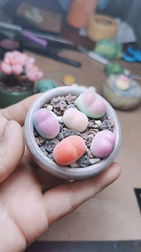 #我的小花园#多肉毛汉尼盆栽