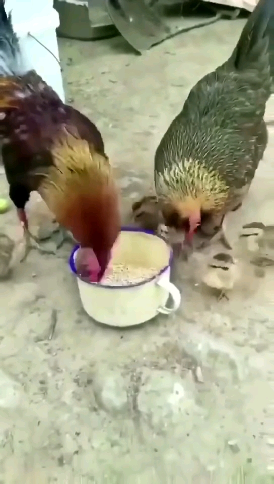 什么情况啊看不懂