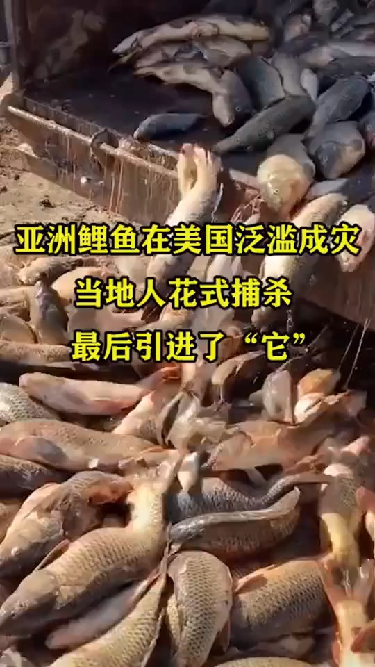 #搞笑视频#亚洲鲤鱼在美国泛滥成灾,当地人花式捕杀,最后引进了“它”