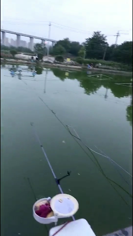 鱼塘钓鱼