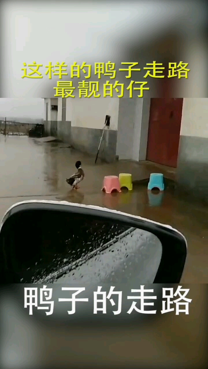 我们村最嚣张的走路姿势居然是只鸭子走出来的!