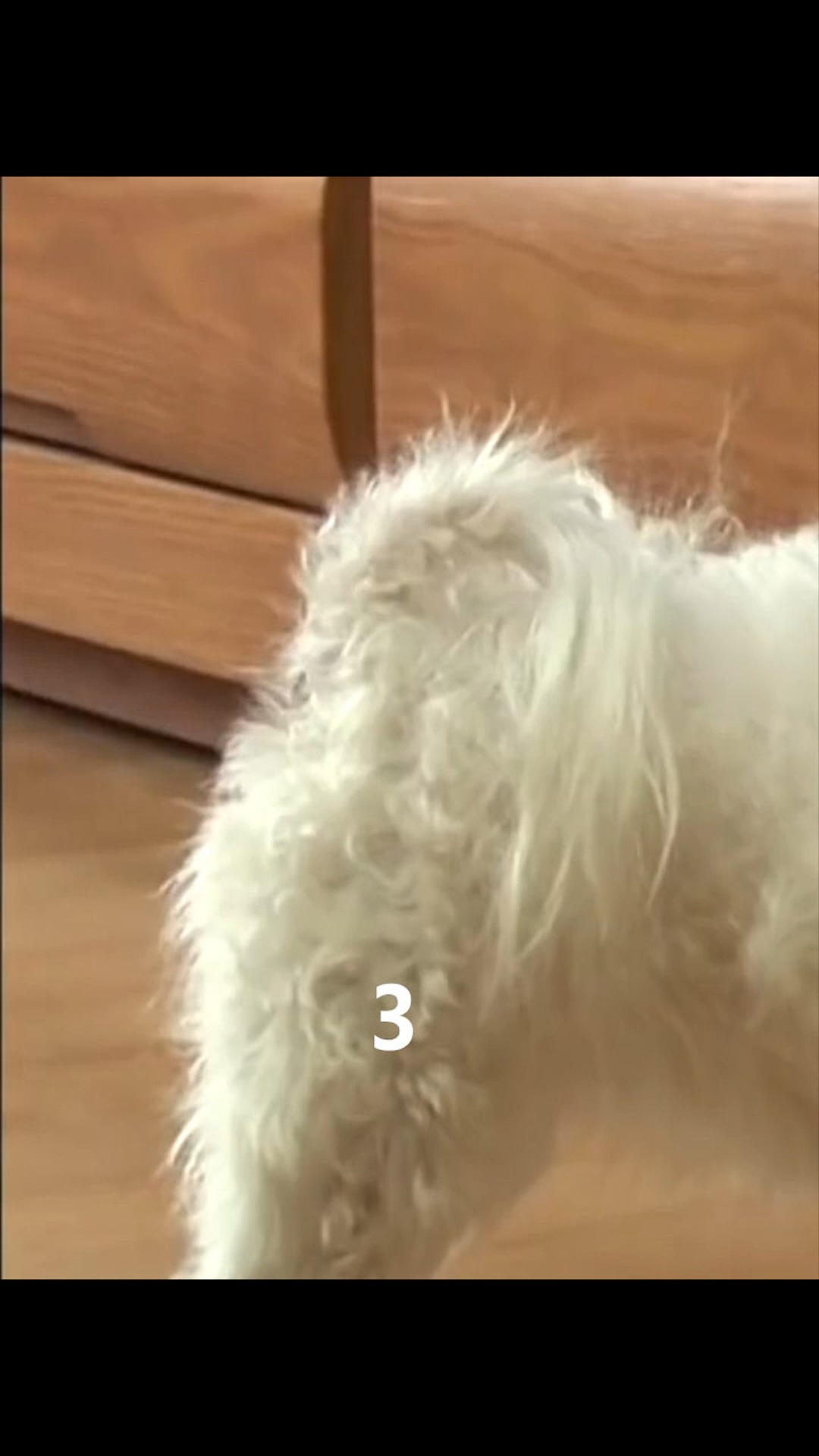 猫咪会钓鱼?太神奇了!