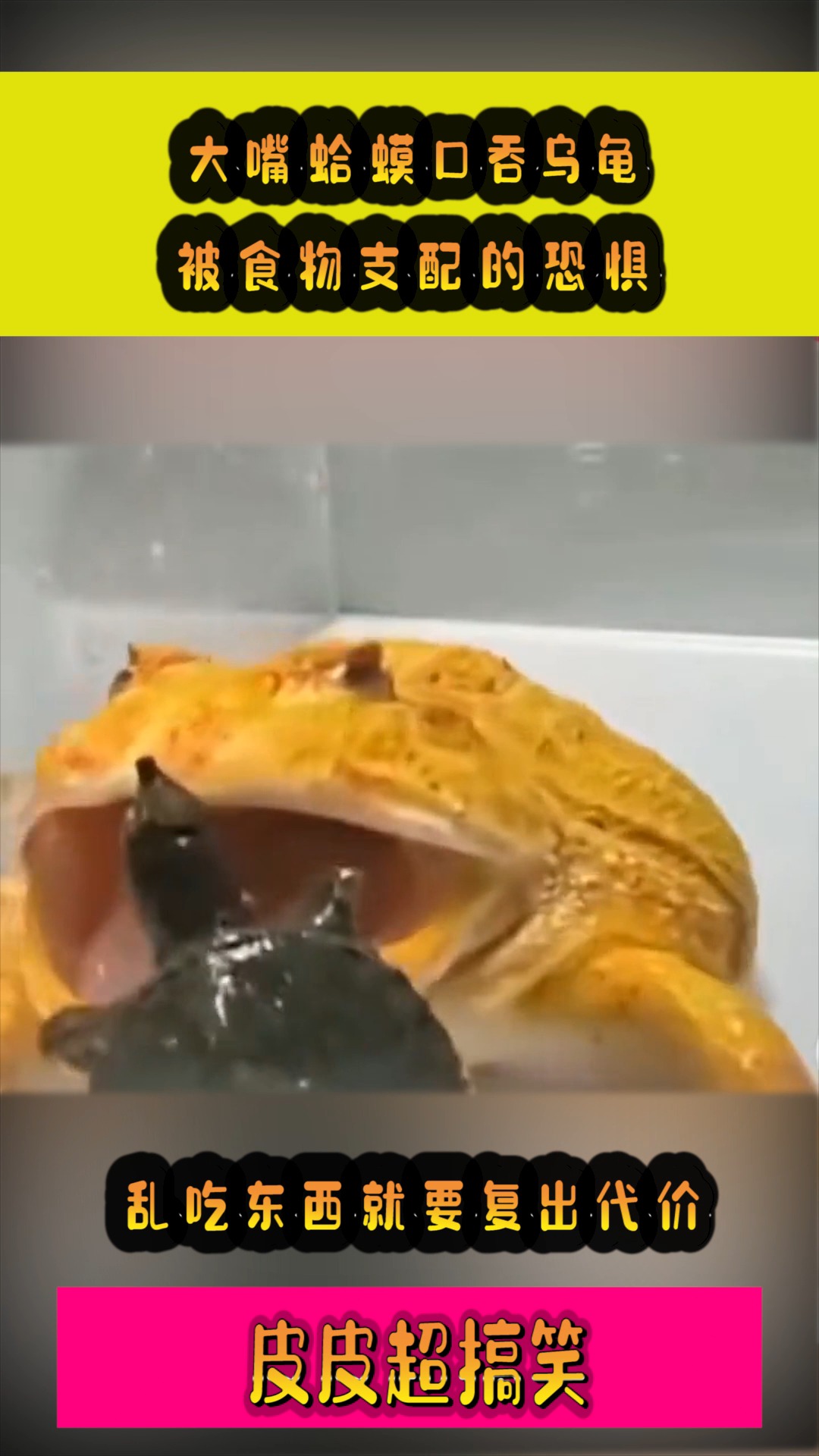#我要上热门#大嘴蛤蟆口吞乌龟,被食物支配的恐惧,乱吃东西就要复出代价!