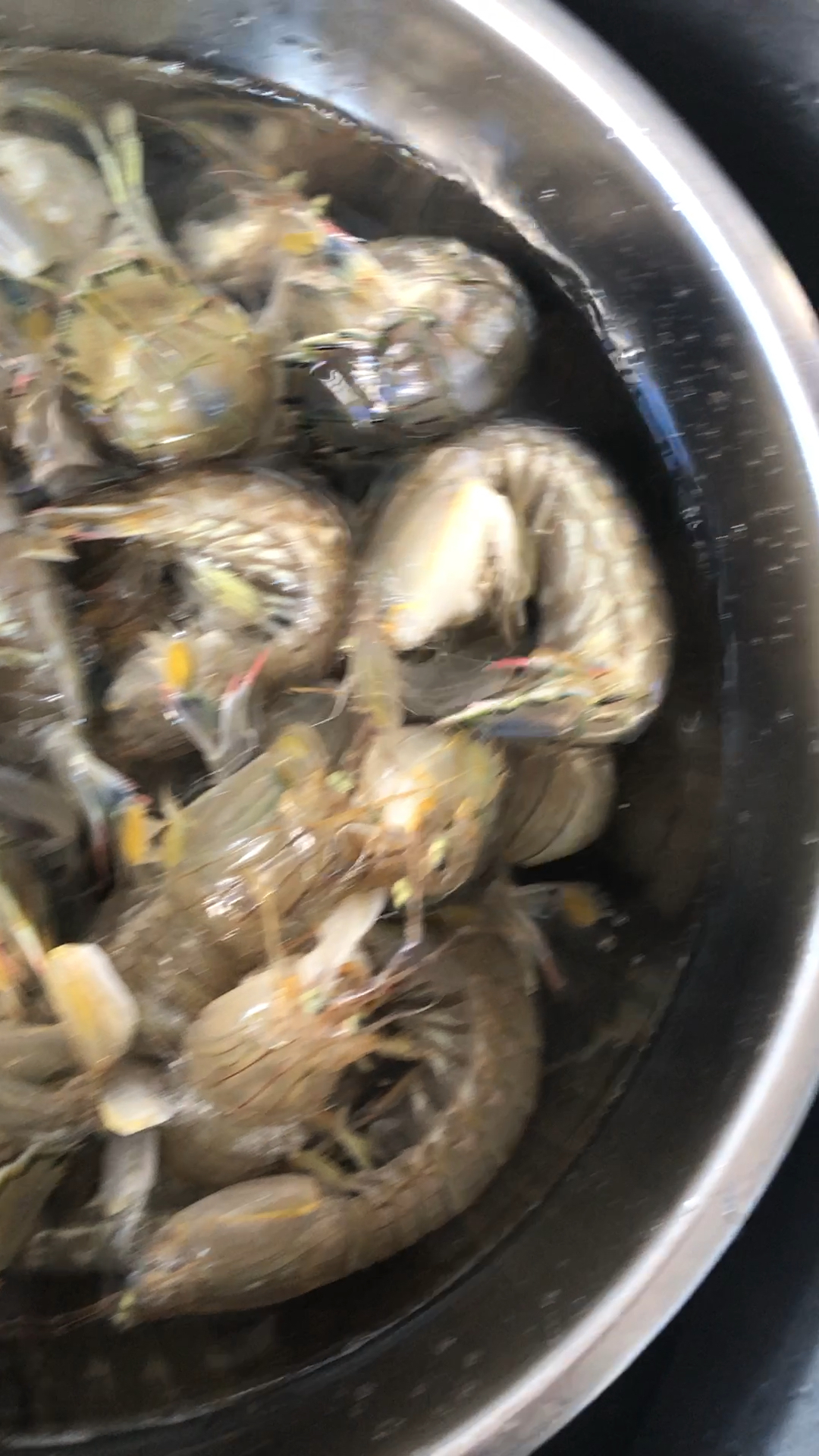 个个活的皮皮虾