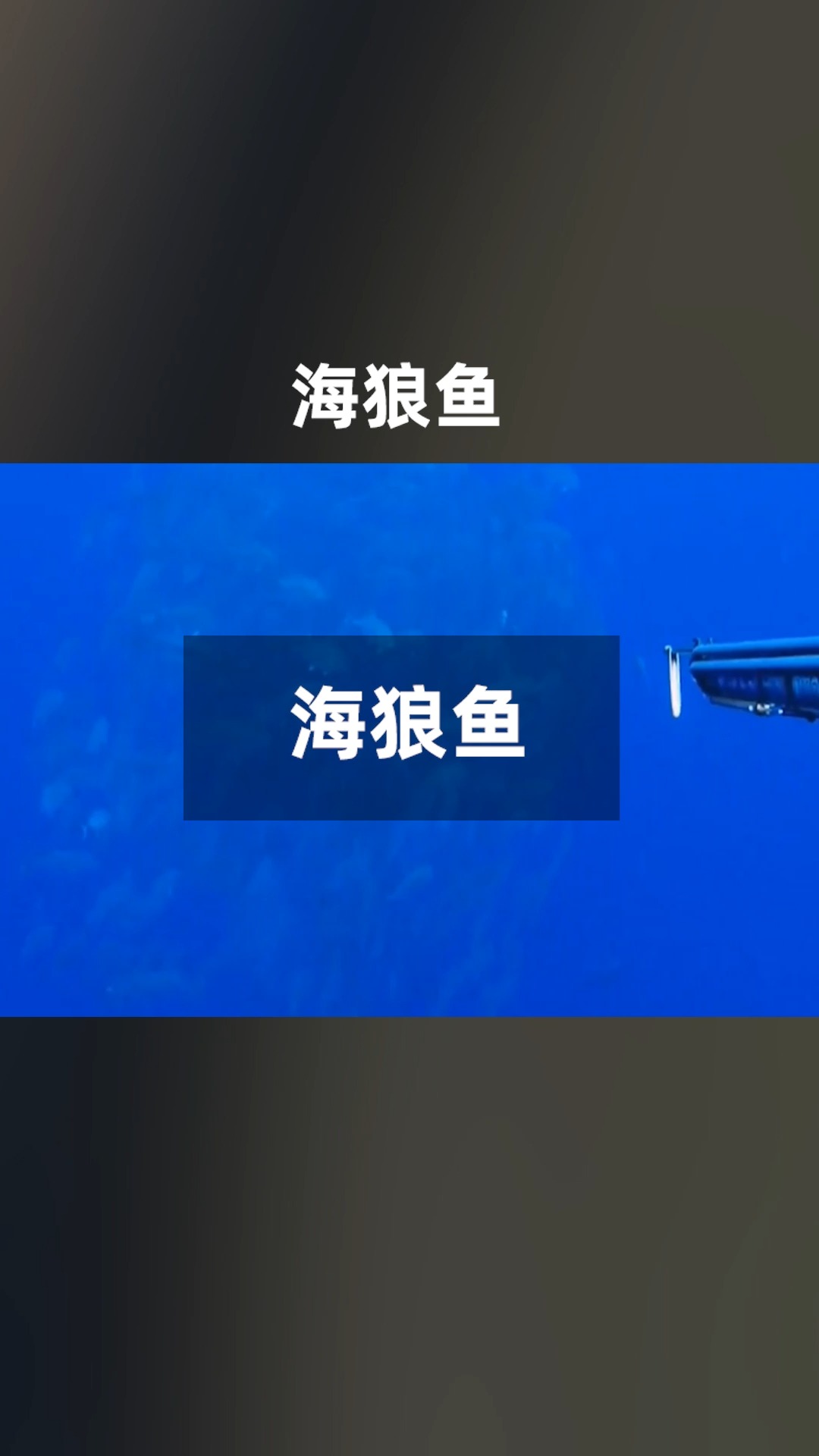 海狼鱼介绍