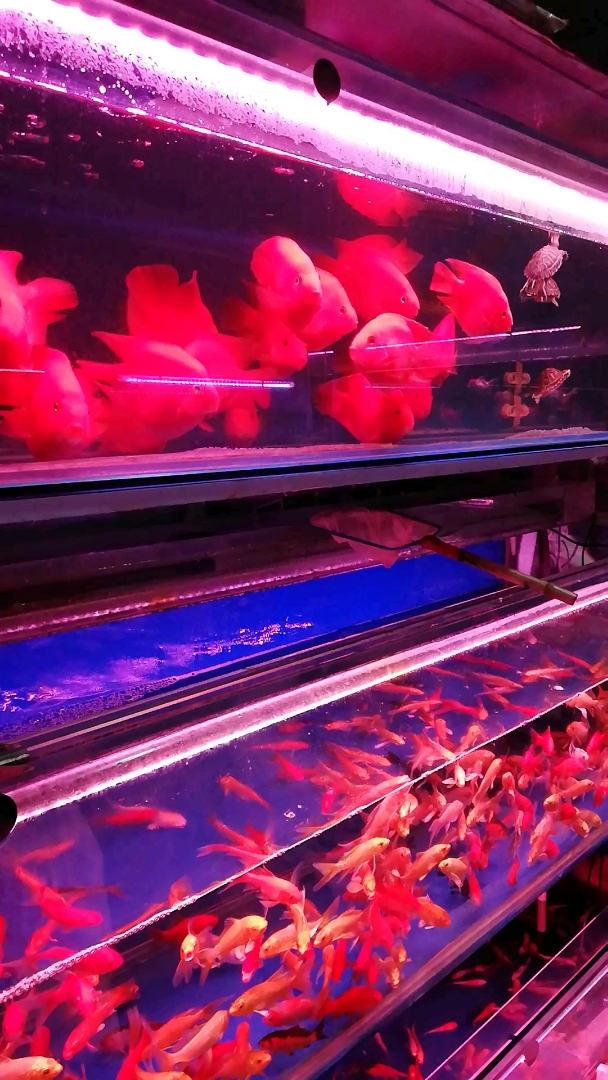 各种各样的鱼儿,五颜六色