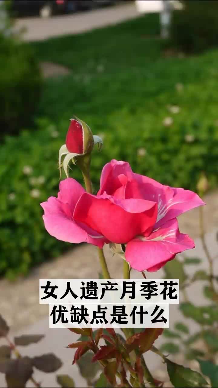 女人遗产月季花优缺点是什么