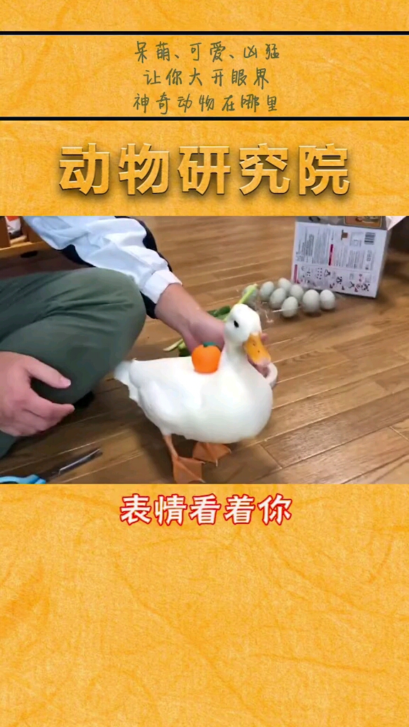 王思聪养过的鸭鸭,我也好想像小鸭鸭一样待在他的身边哟~