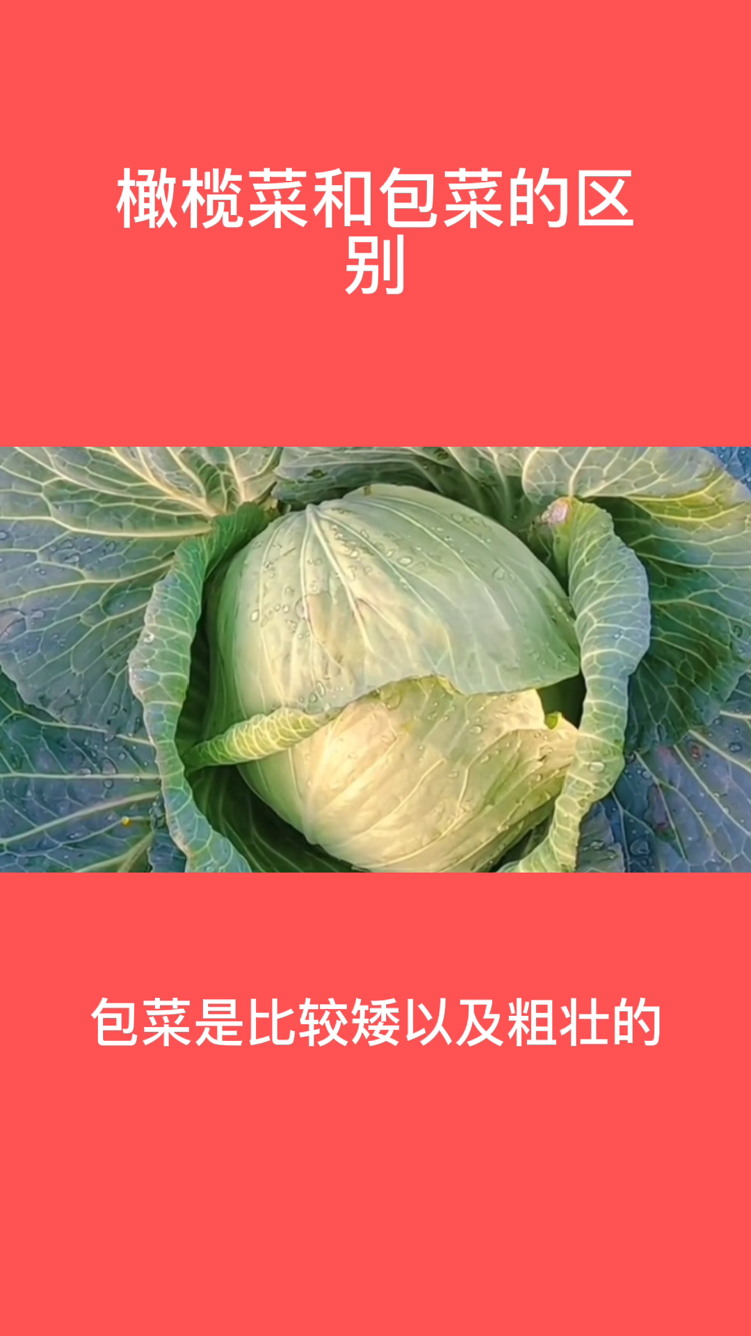 橄榄菜和包菜的区别