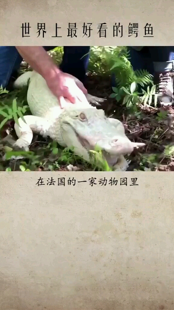 你见过白色的鳄鱼吗