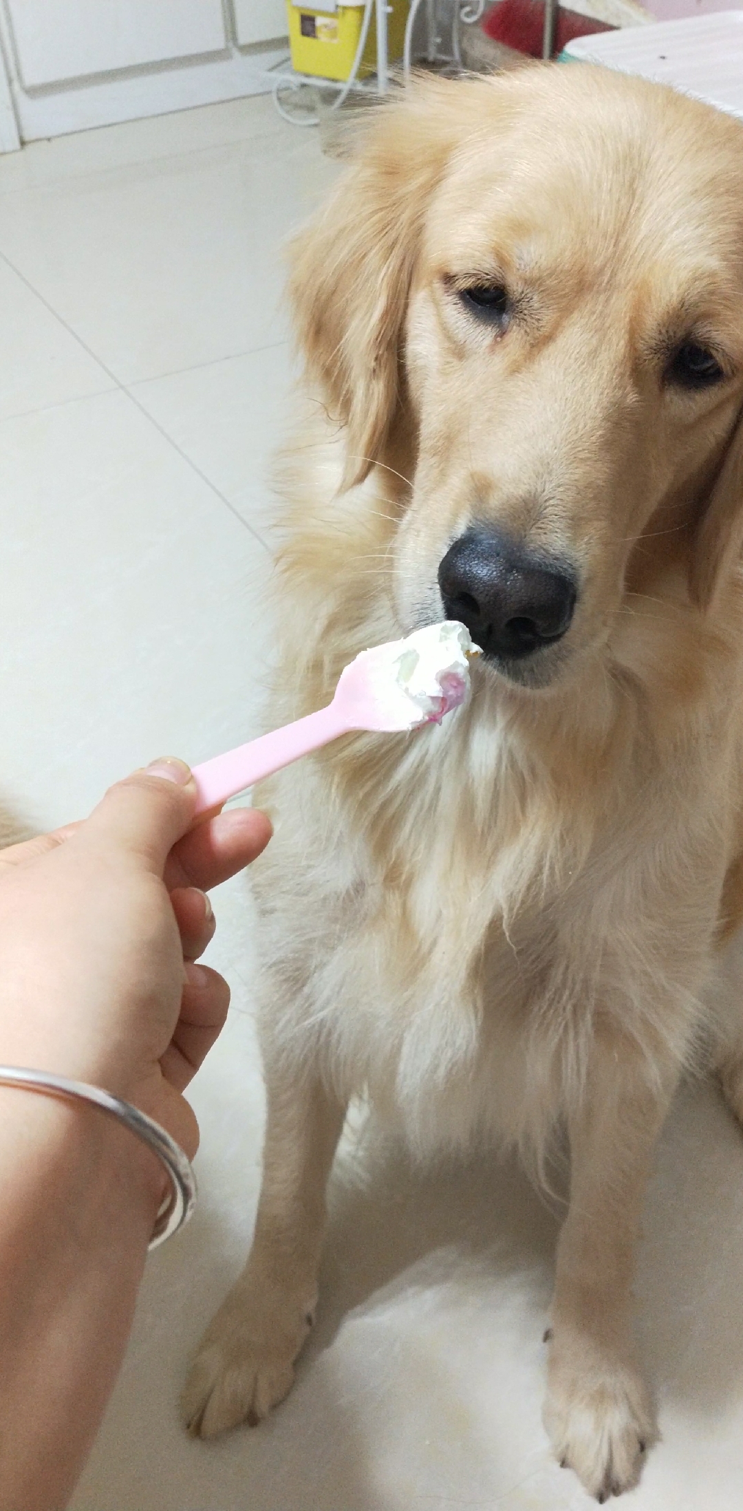 狗子不能吃蛋糕,还非得扒拉我要吃