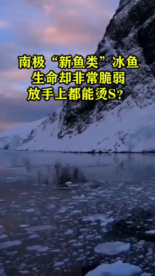 南极“新鱼类”冰鱼生命却非常脆弱,放手上都能烫死?
