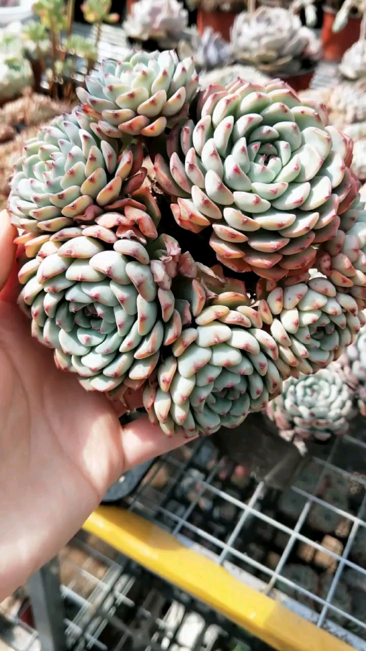 多肉植物→白姬莲