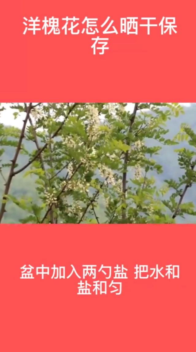 洋槐花怎么晒干保存。  