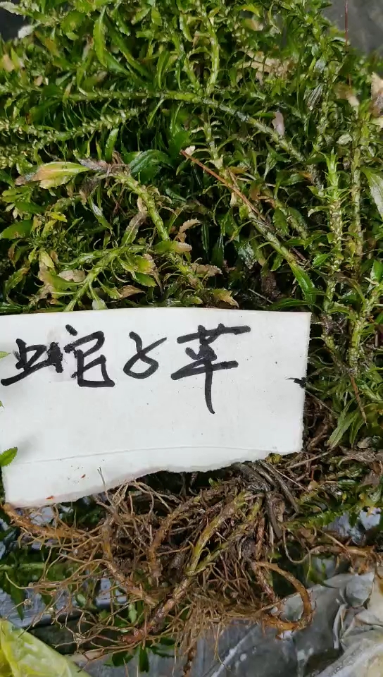 蛇子草又叫三叶委陵菜;功效清热解毒,散瘀止血。治骨结核,口腔炎,瘰疬等