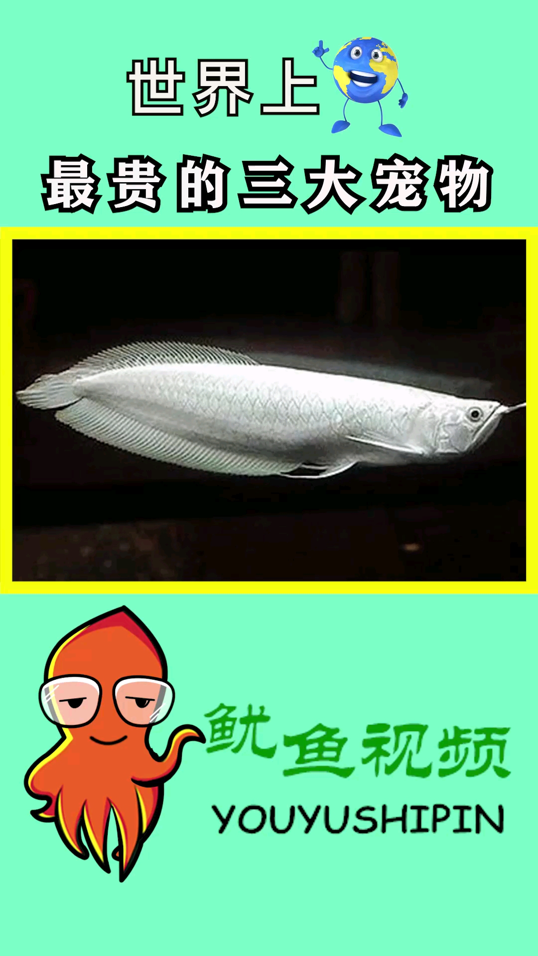 世界上。最贵的三大宠物。鱿鱼视频