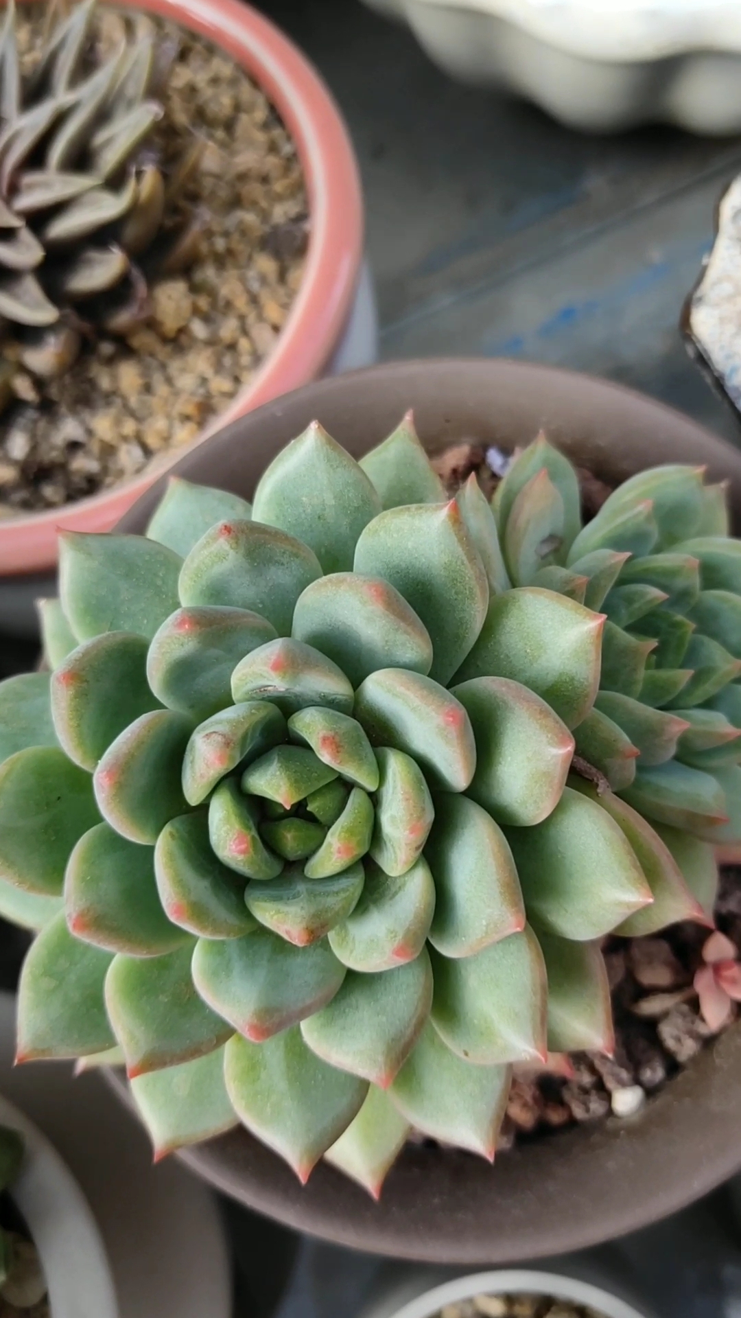 青苹果红尖出来了