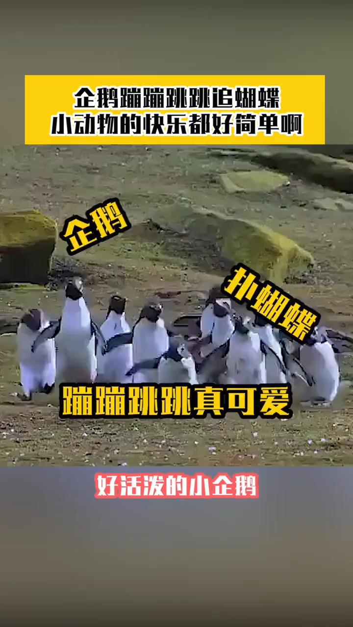 企鹅蹦蹦跳跳扑蝴蝶的样子也太可爱了吧