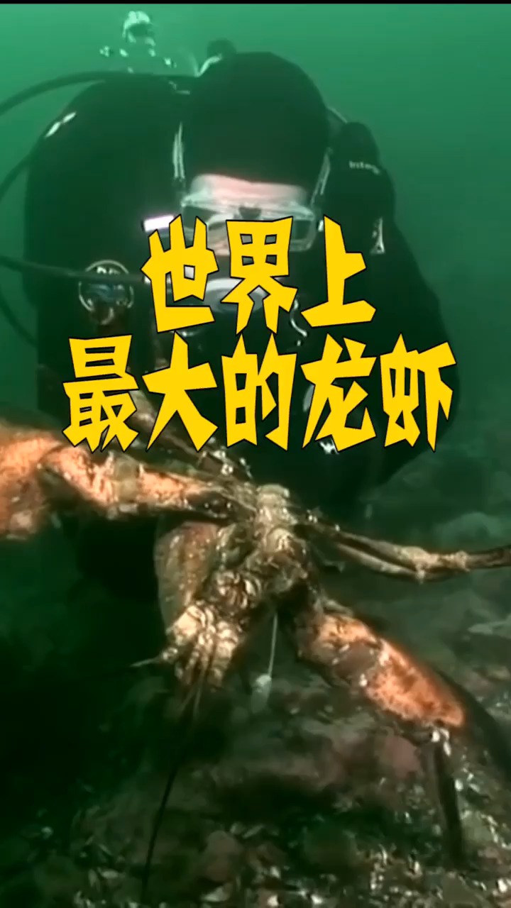 世界上最大的龙虾,据说味道特别鲜美