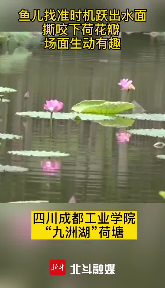 成都一高校荷塘出现鱼吃荷花景观