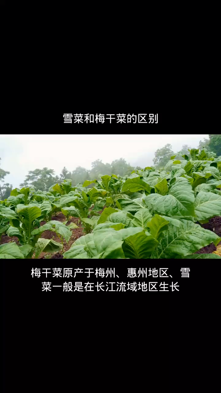 雪菜和梅干菜的区别