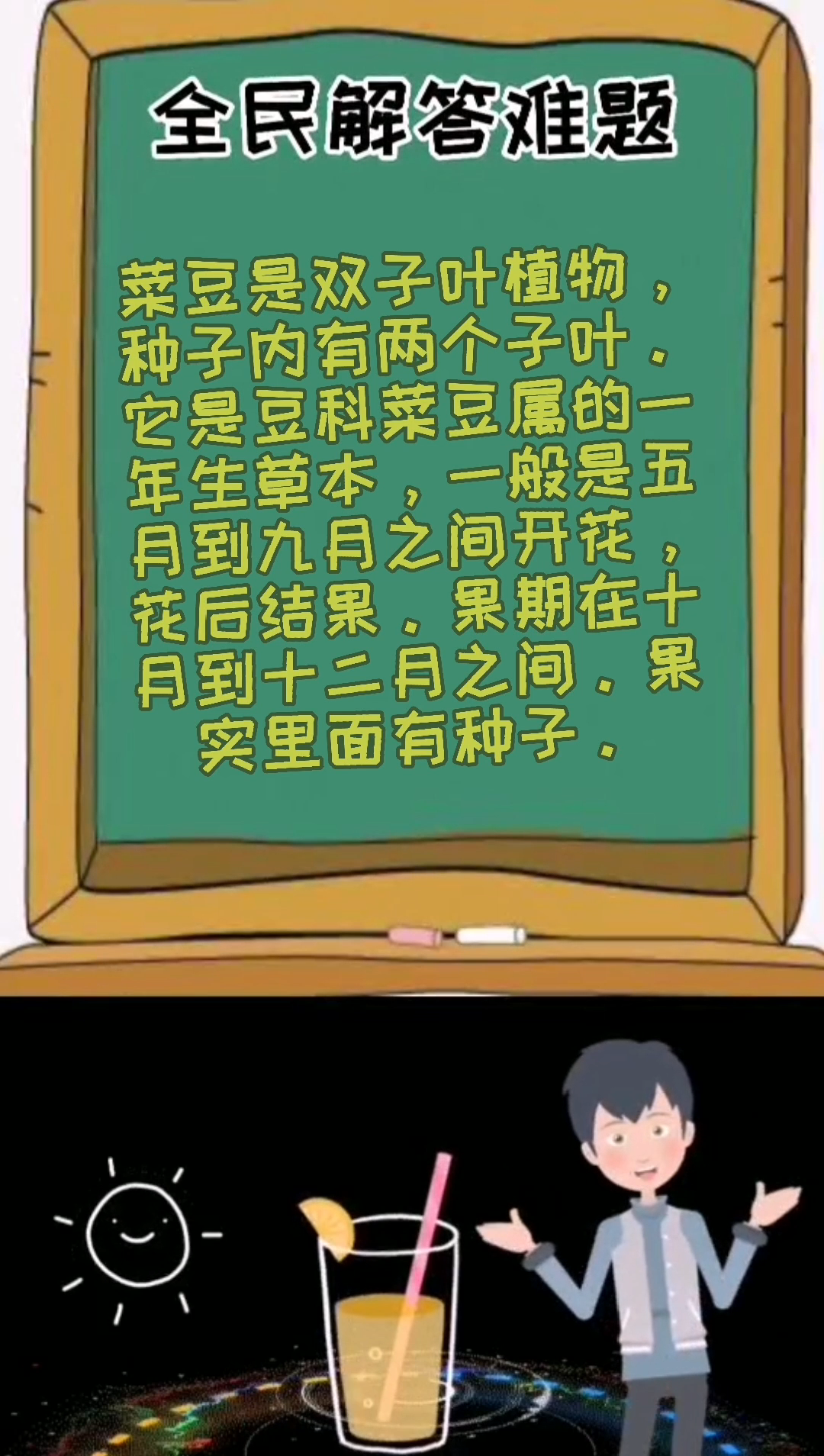 菜豆是单子叶还是双子叶?
