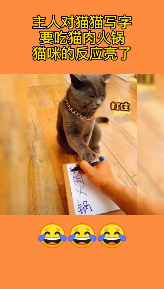 主人对猫猫写字,要吃猫肉火锅,猫咪的反应亮了