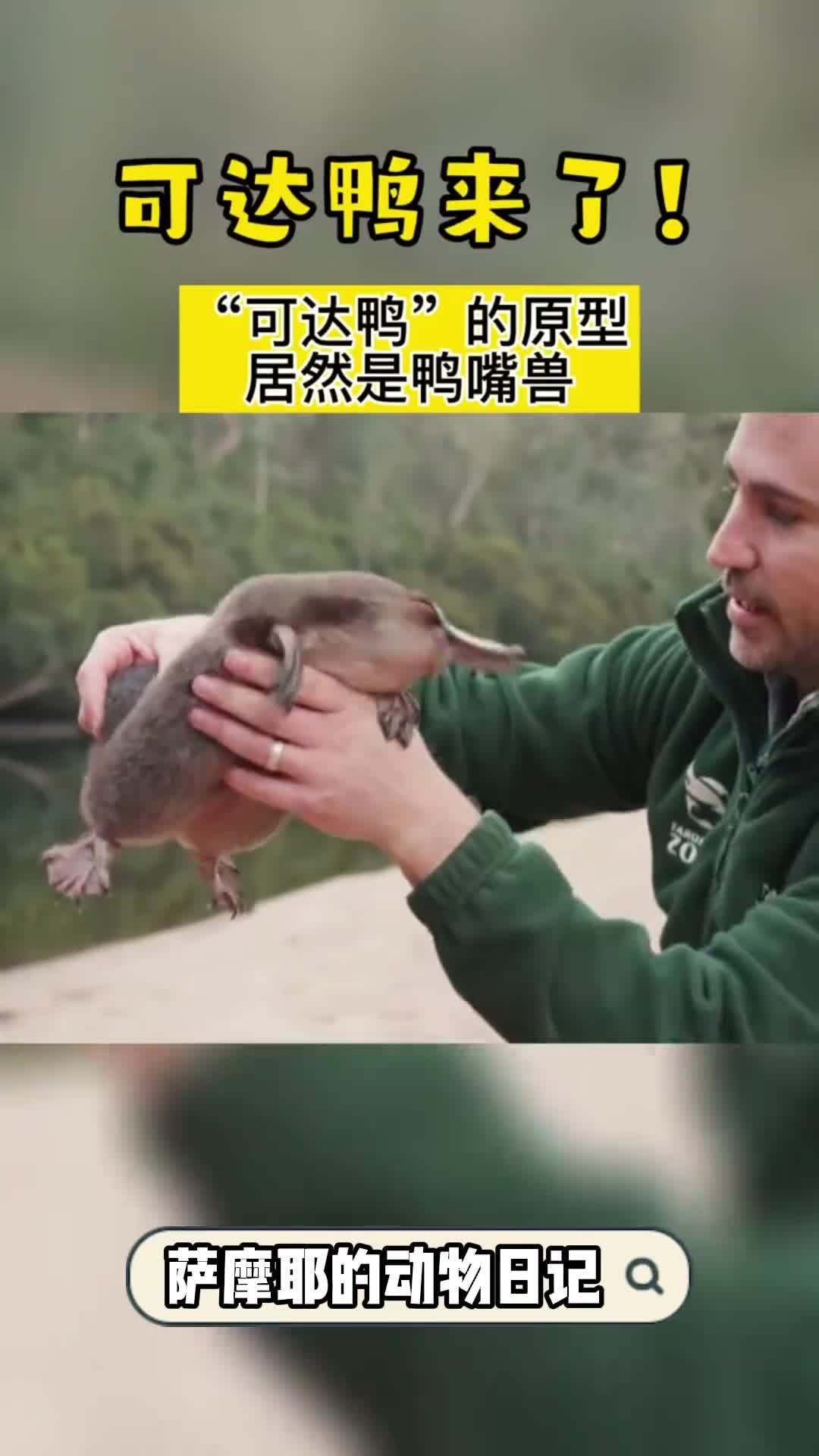 可达鸭的原型鸭嘴兽