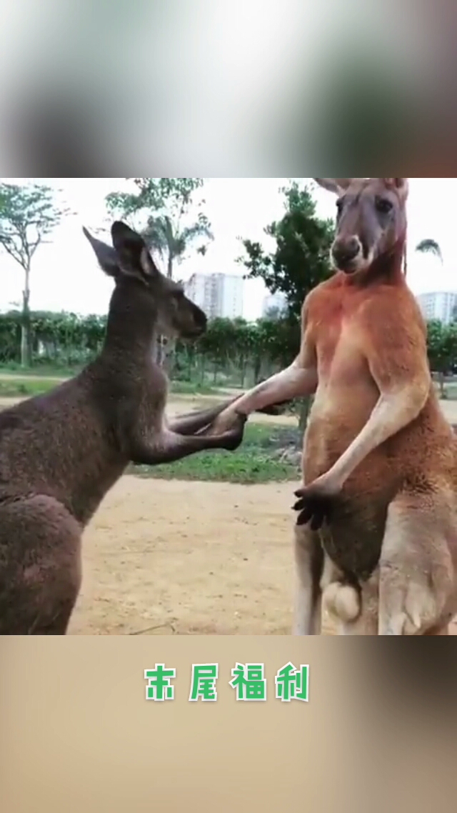 #搞笑萌宠#这是母袋鼠向公袋鼠求婚?还是两只公袋鼠?!