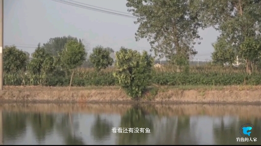 #路亚鳊鱼#路亚钓鱼无所不能，沿着树枝岸边搜索作钓，收获野生鳊鱼、红珠鱼