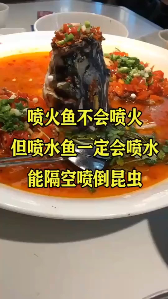 喷火鱼不会喷火,但喷水鱼一定会喷水,能隔空喷倒昆虫