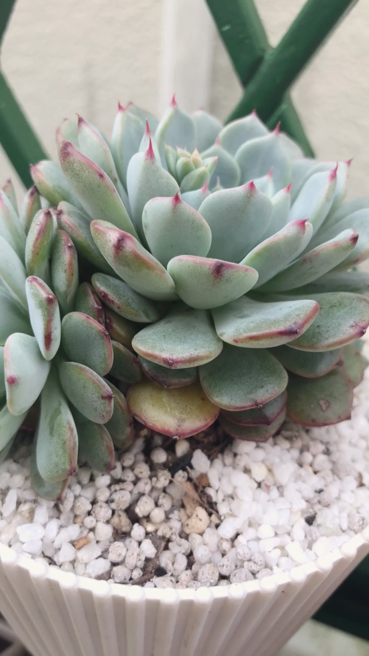 #我的小花园#白姬莲景天科拟石莲花属的多肉植物,原产于墨西哥,呈莲花状,可扦插分株播种繁殖