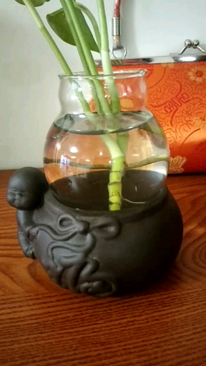 小福和小孔雀鱼