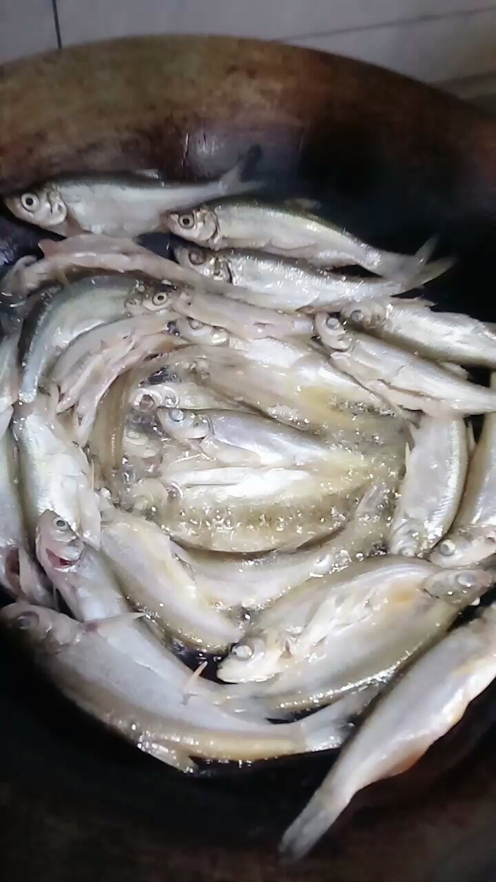 昨晚夜钓的收获,3斤多大头鱼鱼与N条小鱼