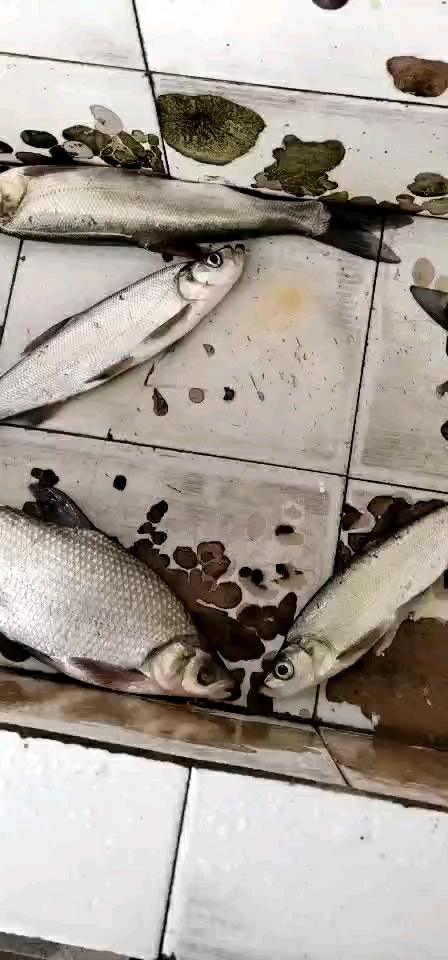 野钓归来,翘嘴鱼还真不少!