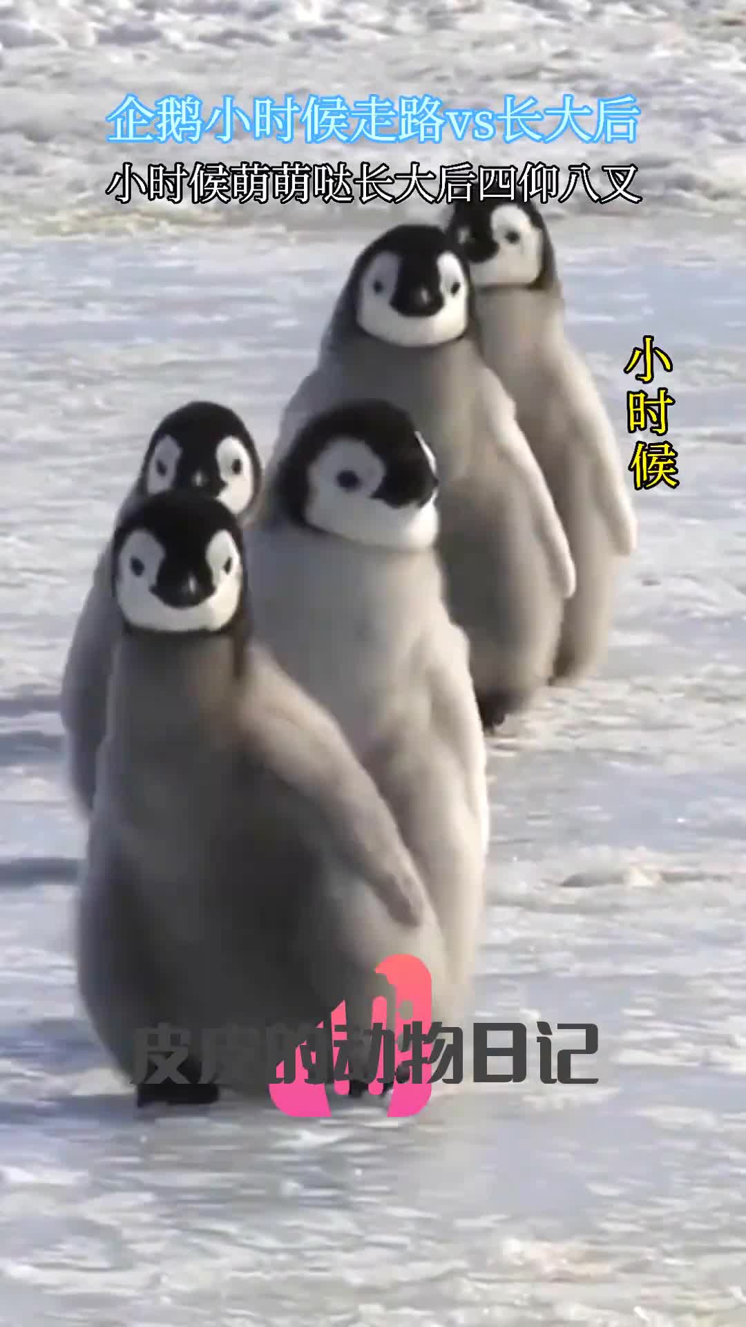 行走的小企鹅太可爱了,萌萌的样子简直就像行走的表情包