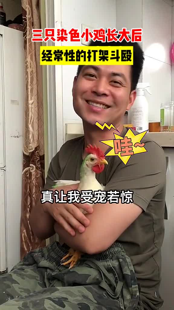 三只染色小鸡长大后,经常性的打架斗殴