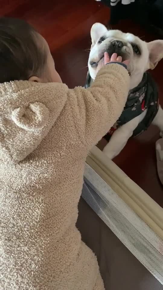 最喜欢原味猪蹄神马的啦!#法国斗牛犬