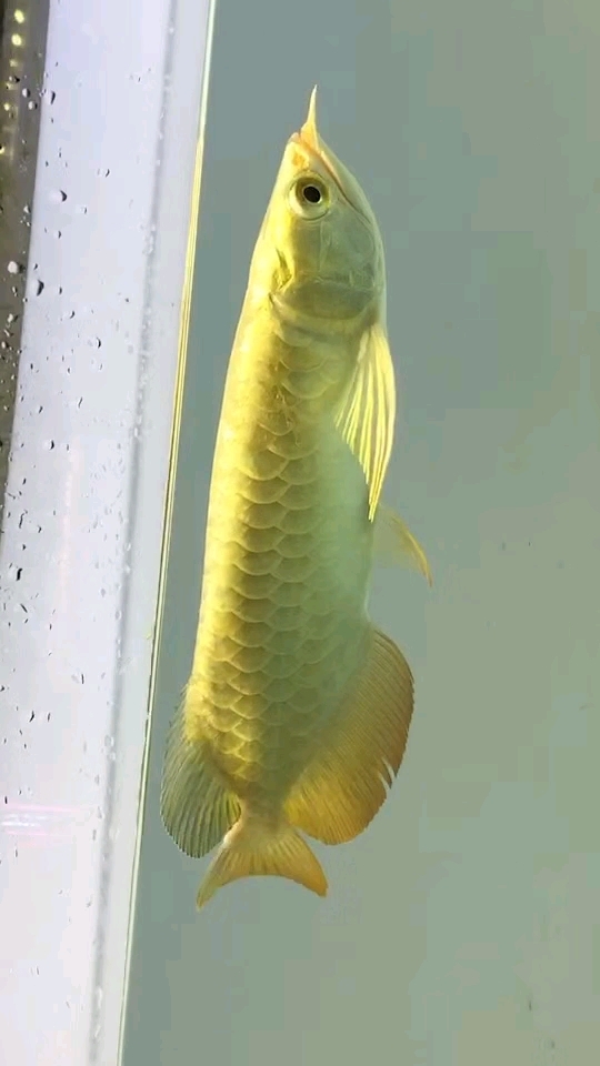 金头过背金龙 尺寸26公分 大鳍大尾 鳞片亮度高 体型整齐漂亮 芯片证