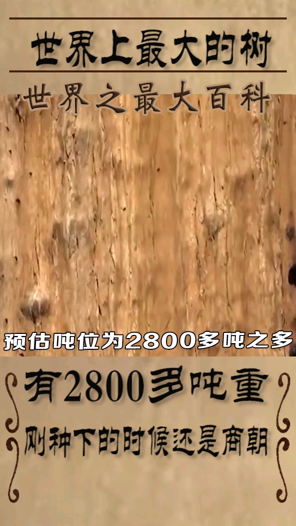 全世界最大的一棵树,有2800多吨重,刚种下的时候还是商朝