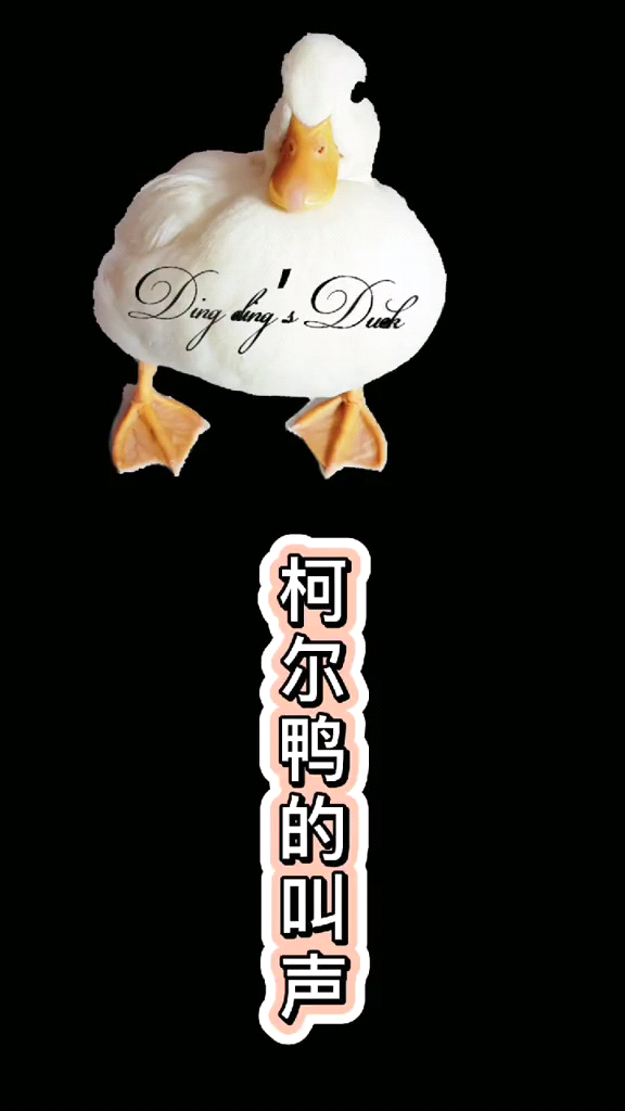 鸭子的叫声,我来告诉你