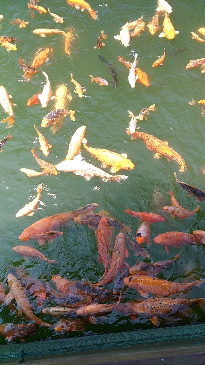 快乐小飞鱼