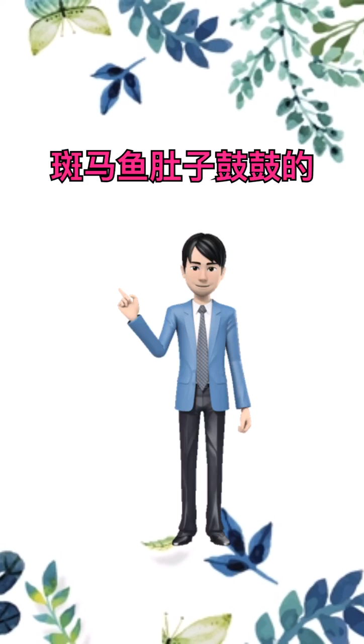 我来告诉你斑马鱼肚子鼓鼓的是怎么回事