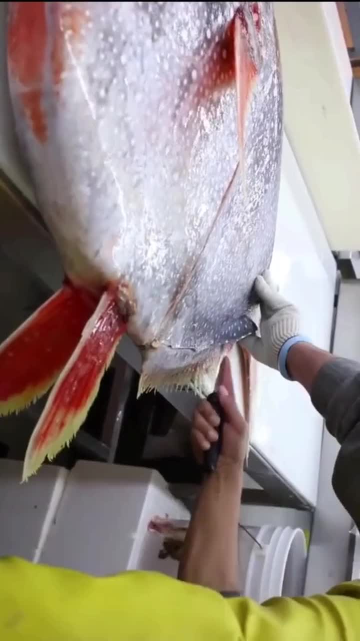 鱼都是冷血动物,唯一的温血鱼类也叫井盖鱼