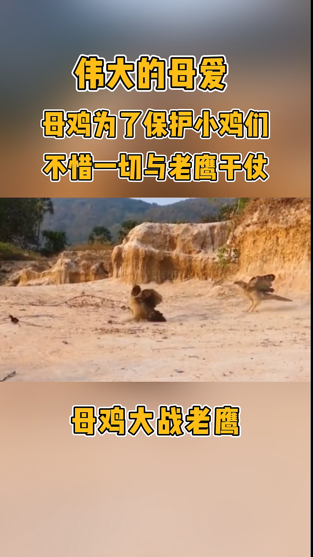罕见的老鹰捉小鸡画面,在母爱的力量面前,老鹰被打得落花流水